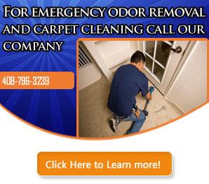 Blog | Eco-Friendly Carpet Cleaners